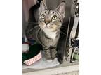 Adopt Georgie a Brown or Chocolate Domestic Shorthair / Domestic Shorthair /