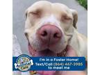 Adopt Trumpet a Yellow Labrador Retriever