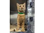 Adopt Fanta-Charmer a Orange or Red Tabby Domestic Shorthair (short coat) cat in