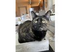 Adopt Olive a Tortoiseshell Domestic Shorthair / Mixed (short coat) cat in