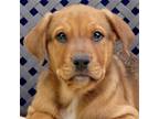 Adopt Richie a Rhodesian Ridgeback / Rottweiler / Mixed dog in Fort Davis