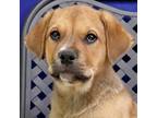 Adopt Miss Semi a Rhodesian Ridgeback / Rottweiler / Mixed dog in Fort Davis