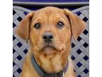 Adopt Tiny a Rhodesian Ridgeback / Rottweiler / Mixed dog in Fort Davis