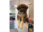 Adopt Early Girl a Brown/Chocolate - with Black Shepherd (Unknown Type) / Mixed