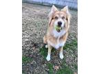 Adopt Tank a Red/Golden/Orange/Chestnut - with White Australian Shepherd / Mixed