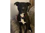 Adopt Rocco a Black - with White American Pit Bull Terrier / Rottweiler / Mixed
