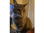 Adopt Miku a Brown Tabby Tabby / Mixed (short coat) cat in Plano, TX (41450203)
