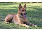 Adopt Momma a Red/Golden/Orange/Chestnut German Shepherd Dog / Carolina Dog /