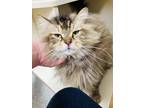 Adopt Mopar (Cat Cafe) a Gray or Blue Domestic Longhair / Domestic Shorthair /