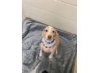 Adopt Finn a Tan/Yellow/Fawn Poodle (Miniature) / Labrador Retriever / Mixed dog