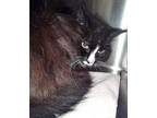 Adopt Ida a All Black Domestic Longhair / Domestic Shorthair / Mixed cat in