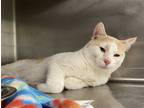 Adopt Camp Rock a White Domestic Shorthair / Domestic Shorthair / Mixed cat in