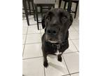 Adopt Z COURTESY LISTING: LILO a Labrador Retriever / Mixed dog in Miami