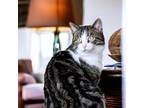 Adopt Toby a Gray, Blue or Silver Tabby Domestic Shorthair / Mixed (short coat)