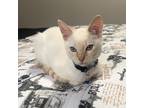 Adopt Snoh a White (Mostly) Domestic Shorthair / Mixed (short coat) cat in Union