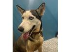 Adopt Speight a Tricolor (Tan/Brown & Black & White) Husky / Mixed dog in