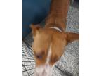 Adopt kim a Brown/Chocolate - with White Mixed Breed (Medium) / Mixed dog in