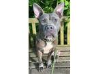 Adopt Zucchini a Gray/Blue/Silver/Salt & Pepper Terrier (Unknown Type
