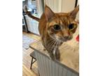Adopt Brady a Orange or Red Domestic Shorthair / Mixed (short coat) cat in