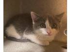 Adopt Sage a Domestic Shorthair / Mixed cat in Raleigh, NC (41458522)