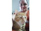 Adopt Charlie a Orange or Red (Mostly) Tabby / Mixed (short coat) cat in