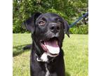 Adopt SOCKS-Urgent Help Needed a Black - with White Labrador Retriever / Collie
