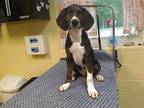 Adopt HUGHE GRANT a Treeing Walker Coonhound, Mixed Breed