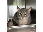 Adopt KELPIE a Domestic Short Hair