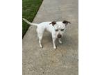 Adopt Riley a White American Pit Bull Terrier / Pointer / Mixed dog in