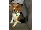 Adopt Yebba a Brown/Chocolate Beagle / Mixed dog in Rockville, MD (40758099)