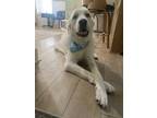 Adopt Buddy a White Akbash / Mixed dog in Flower Mound, TX (41382838)