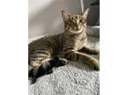 Adopt Freddy a Brown Tabby Tabby (short coat) cat in Duluth, MN (40826061)