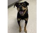 Adopt Stella a Brown/Chocolate Rottweiler / Mixed dog in Gulfport, MS (41424501)