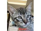 Adopt Rover a Brown Tabby Domestic Shorthair / Mixed Breed (Medium) / Mixed