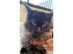 Adopt Lexus a All Black Domestic Longhair / Domestic Shorthair / Mixed cat in