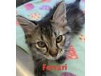 Adopt Ferrari a All Black Domestic Longhair / Domestic Shorthair / Mixed cat in
