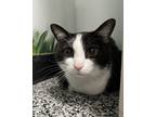 Adopt Yogi a White Domestic Shorthair / Domestic Shorthair / Mixed cat in