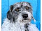 Adopt Myrtle a Gray/Silver/Salt & Pepper - with White Havanese / Terrier