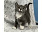 Adopt Stewie *Petco Dunn* a Gray or Blue Domestic Shorthair / Domestic Shorthair