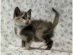 Adopt Ryleigh *Petco Dunn* a Gray or Blue Domestic Shorthair / Domestic