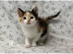 Adopt Roxie *Petco Dunn* a White Domestic Shorthair / Domestic Shorthair / Mixed