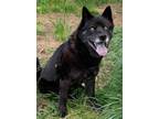 Adopt Nia a Black - with White Chow Chow / Husky / Mixed dog in Oak Ridge