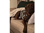 Adopt Porter a Brindle Staffordshire Bull Terrier / Chow Chow / Mixed dog in