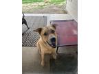 Adopt Maverick a Tan/Yellow/Fawn German Shepherd Dog / Mixed dog in Hutto