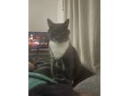 Adopt Charlie a Black & White or Tuxedo Domestic Mediumhair / Mixed (medium