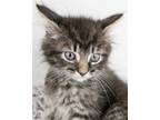Adopt Will a Domestic Mediumhair / Mixed cat in Kennesaw, GA (41458489)