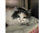 Adopt Mila a Domestic Longhair / Mixed (long coat) cat in Ladysmith