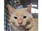 Adopt Rusty a Domestic Short Hair