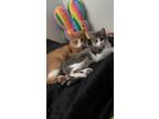 Adopt Butterscotch and moonpie a Orange or Red American Shorthair / Mixed (short
