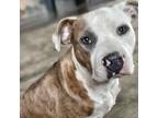 Adopt Baldy a Pit Bull Terrier dog in La Crosse, WI (41385055)
